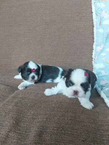 Doação Filhote de Shih tZu
