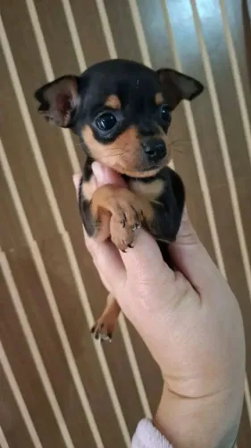 Pinscher 00