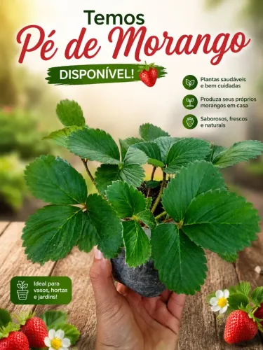 Mudas de morangos