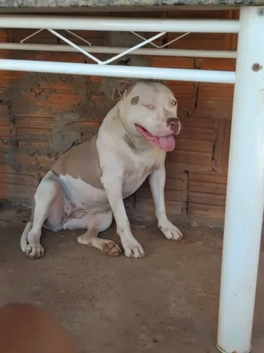 Doa sir essa cadela