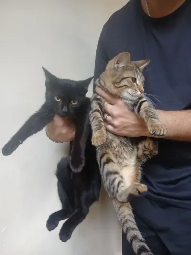Gato adoção 