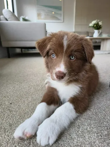 Filhotes de Border collie macho chocolate