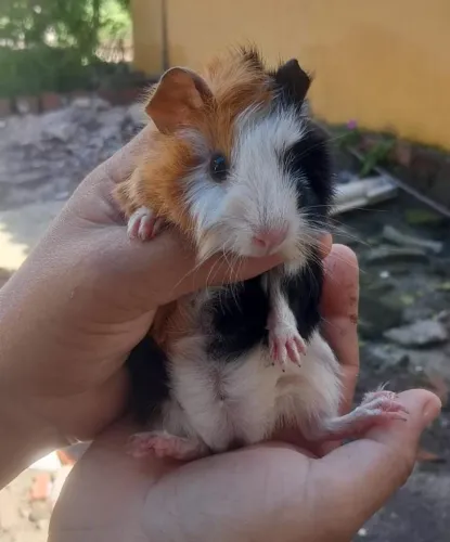 Porquinho da india 
