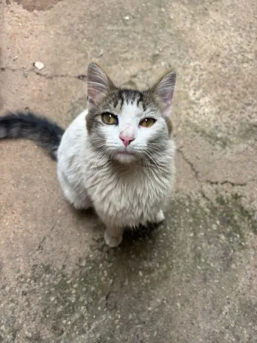 Gato macho