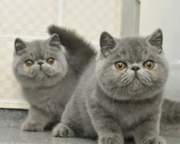 Gato Persa