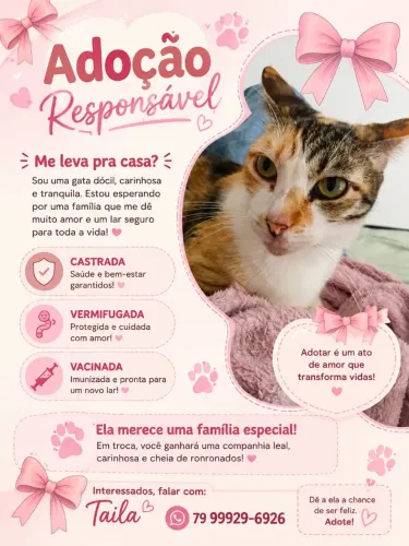 Gata castrada adoção Responsável 