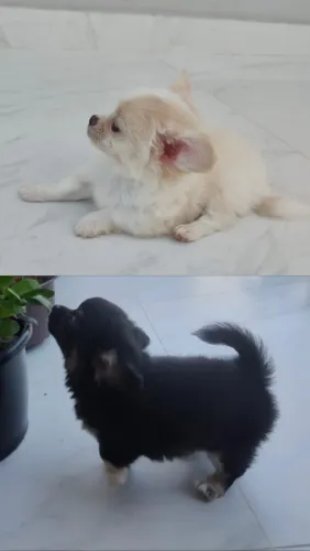 Chihuahua pêlo longo - com pedigree