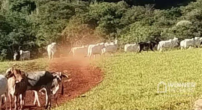 Fazenda com 2 dormitórios à venda, 950000 m² por R$ 29.000.000,00 - Vila Santa Barbara - N