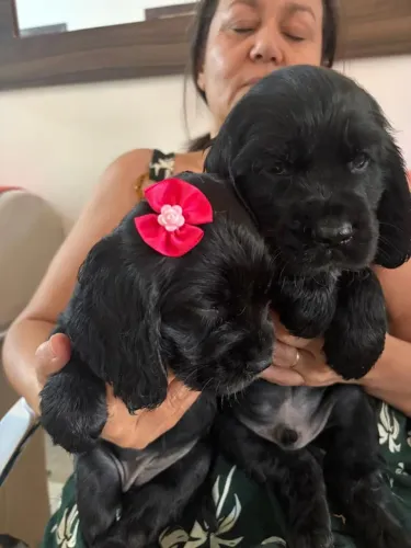 Lindos filhotes cocker spaniel ingles