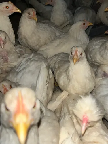 Galinhas Poedeira Novogen