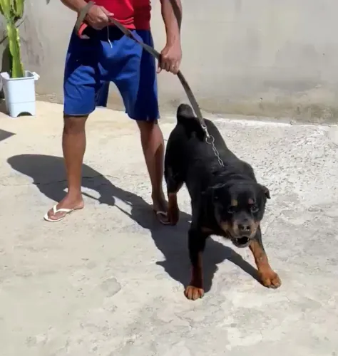 Rottweiler adulto macho