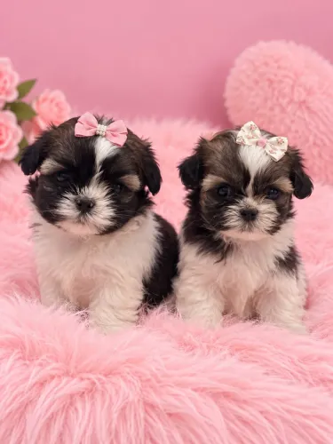 Lhasa apso fêmeas sapecas para se encantar