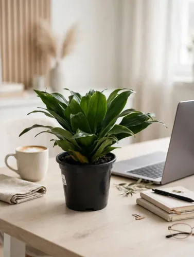 Planta Dracena compacta