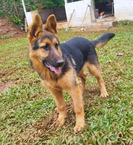 Cachorro 