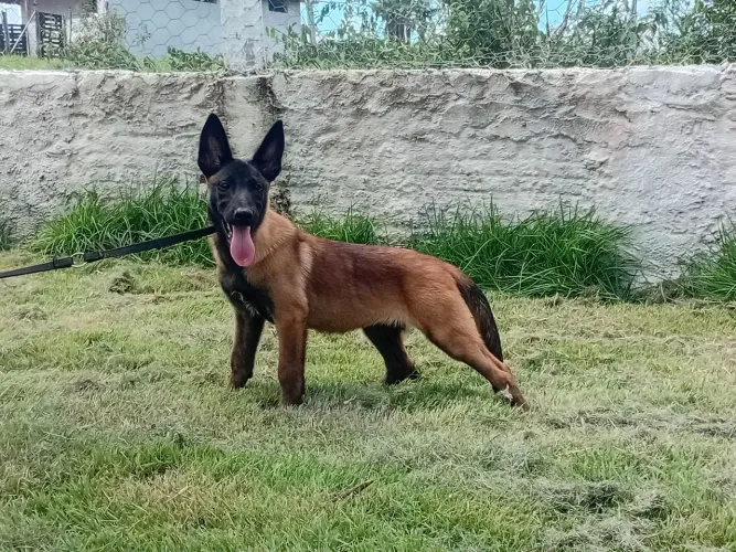 P. Belga Malinois fêmea c/ pedigree 