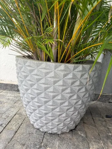 Palmeira ornamental
