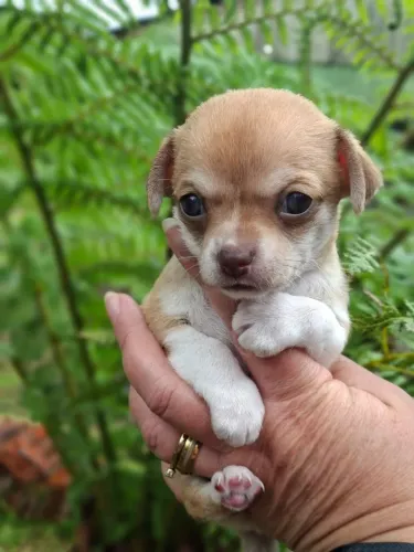 Chihuhaua lindos bebes