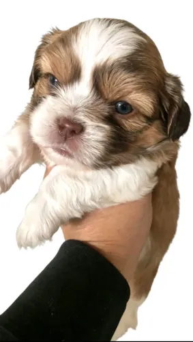 Shih-tzu Bebê - Companheiro Ideal para Sua Família