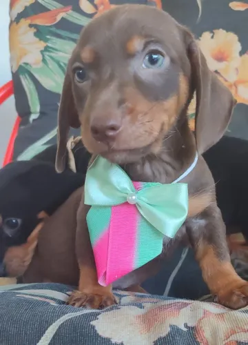 Basset machos