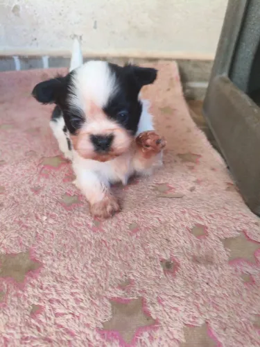 Shitzu baby
