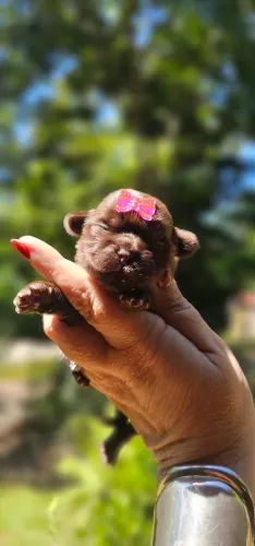 Shih-tzu femea chocolate magnifica