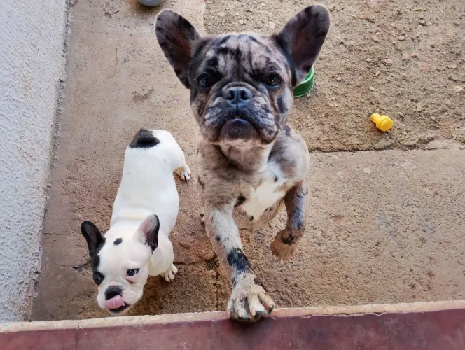 Buldogue francês fêmea
