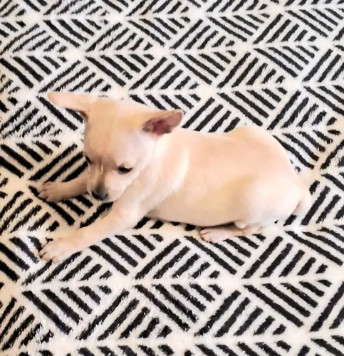 Pinscher Miniatura Zero Macho Branco Raro Pequenininho