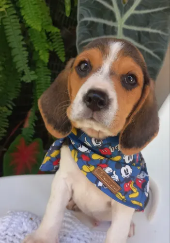 Beagle inglês! Vacinado, último filhote disponível!