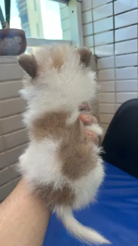 Lindos filhotes de Spitz Alemão puros 