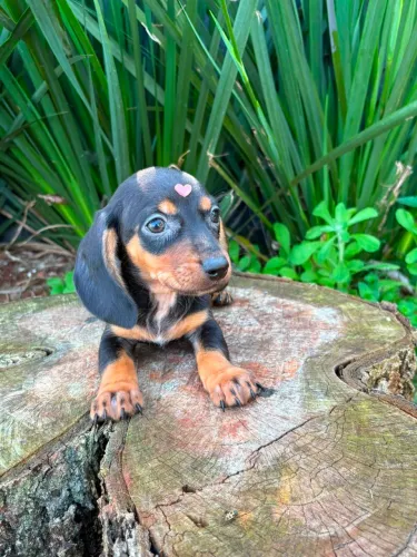 Fêmeas Dachshund Salsichinhas