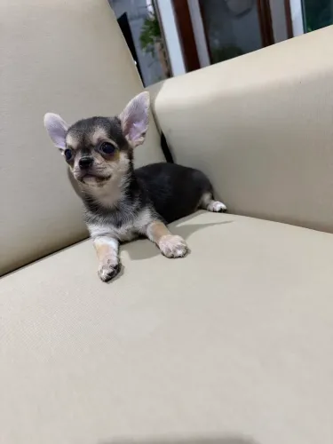 Chihuahua pelo curto macho