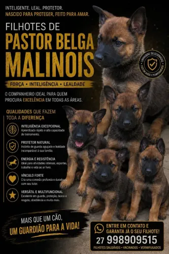 Pastor Belga Malinois