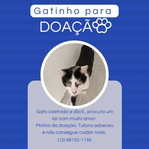 Doação de gato 