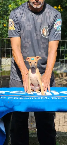 Galgo Italiano Macho e Femea - Cor Clara