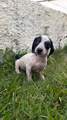 Salsichinha mini