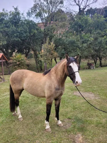Cavalos no Paraná