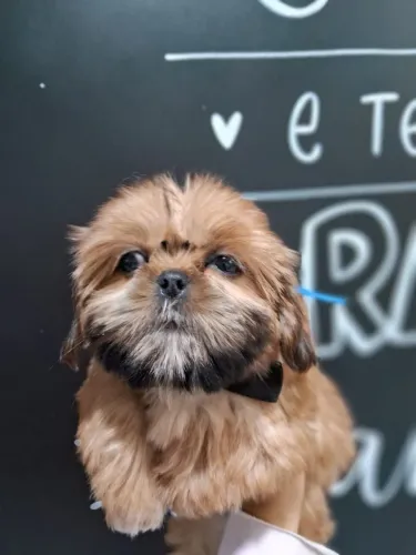 ShihTzu Pequenos, Espertos e Fofinhos