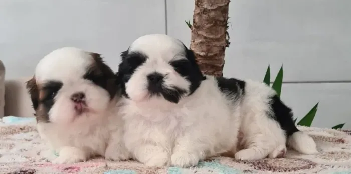 Shih-Tzu Minúsculos à Venda