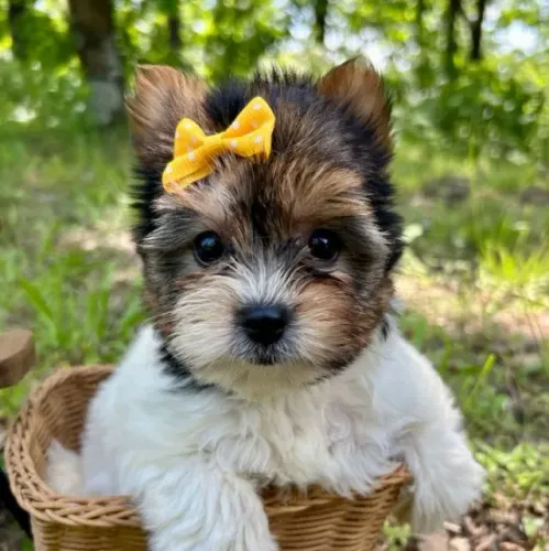 Filhotes de Biewer Terrier com Microchip e Manual