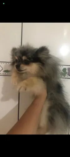 Spitz anaozinho machinho 