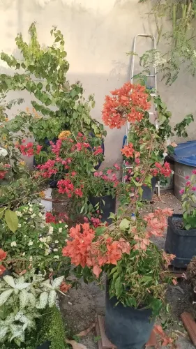 Venda bugavilles grande e pequeno 