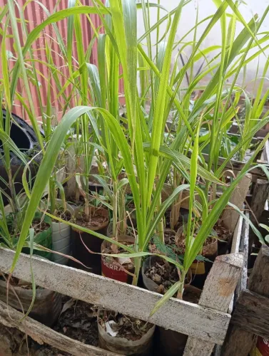 6 Mudas de cana Caiana por 50 reais 