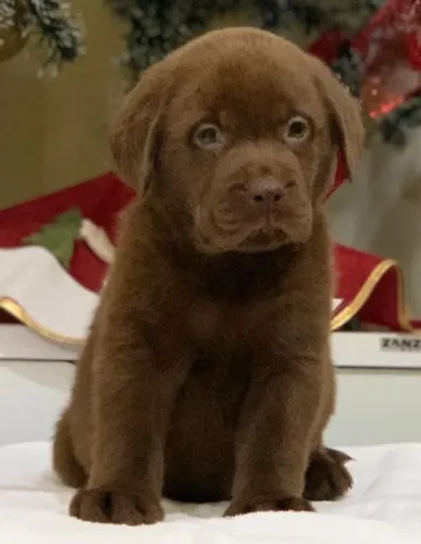 Labrador - Energia e afeto em abundância!