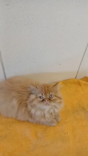 Belíssimo gatinhos Persas machos 