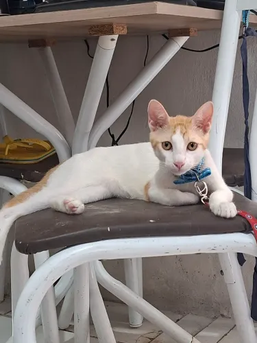 Doação gato macho