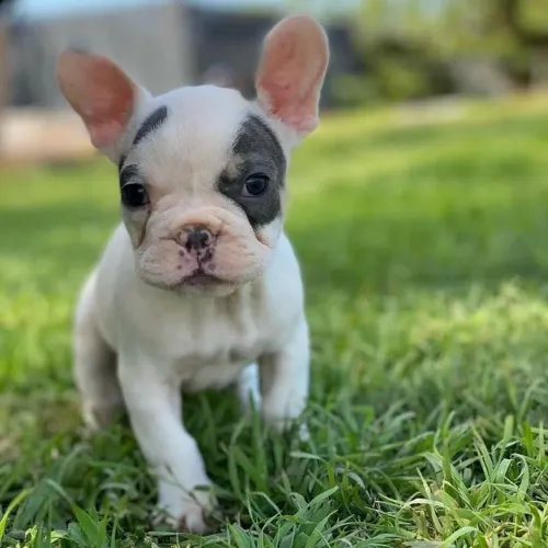 Bulldogue Francês - A Revelação Da Temporada