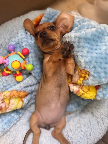 Daschund Fêmea