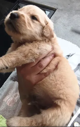 Golden Retriever
