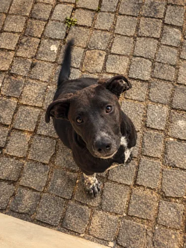 Doação de cãozinho