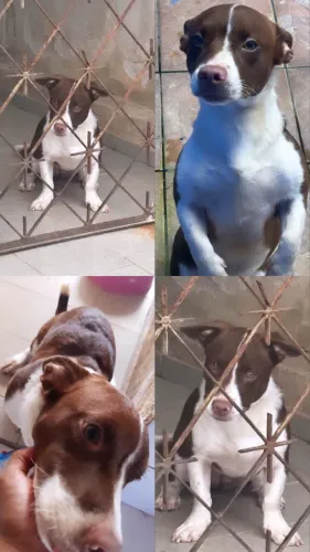 Adoção de cachorrinha ?